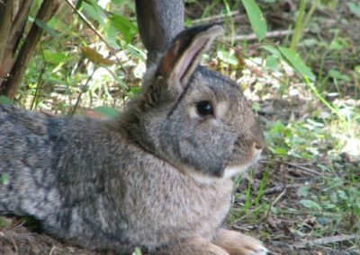 Hase Überbetriebliche Kindertagesstätte Lörrach